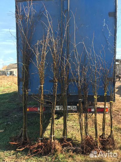 Саженцы липа