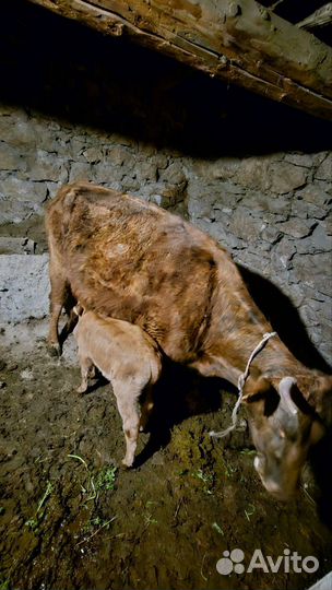 Корова дойная с теленком