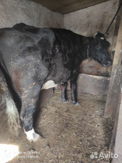 Корова телка