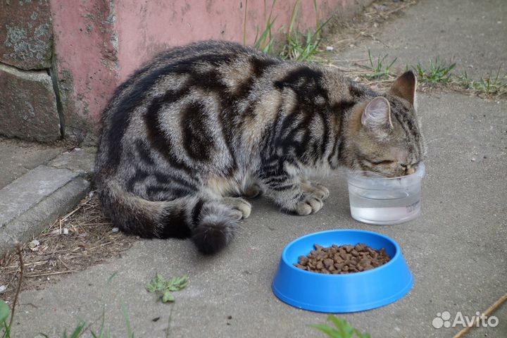 Котенок породы сококе 8 мес