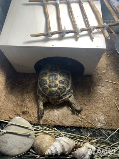 Черепаха сухопутная с террариумом