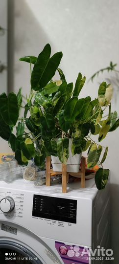 Филодендрон бурле маркс вариегатный