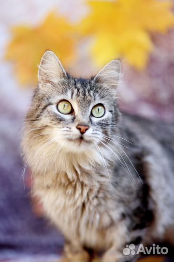 Кошка в дар