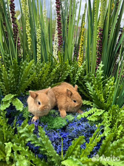 Кролики приносящие счастье в дом