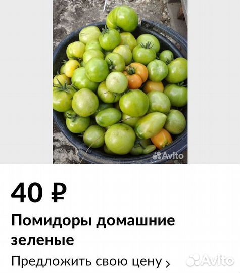 Помидоры зеленые свежие