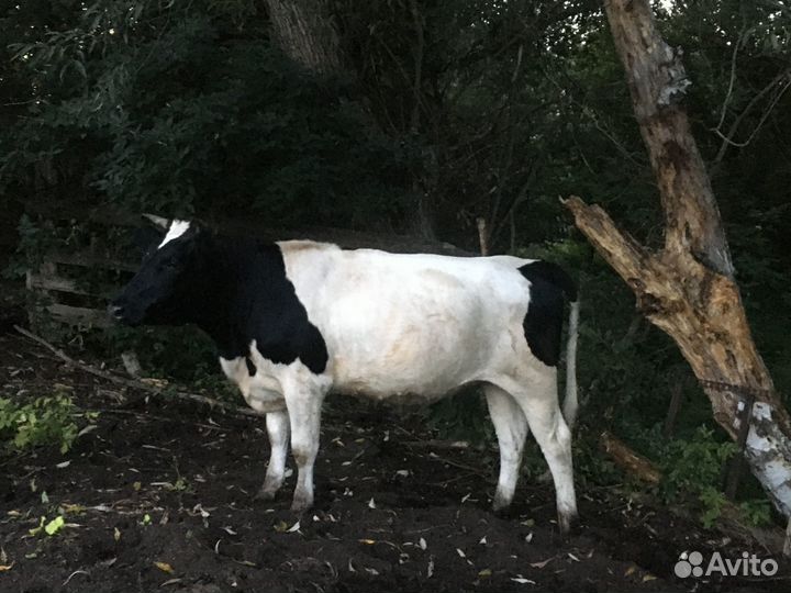 Продам корову и телку