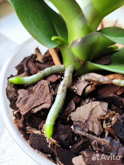 Радифарм удобрение