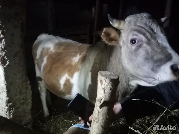 Бычок продается