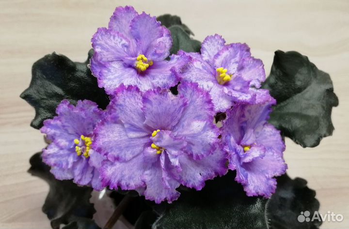 Фиалки - почтой - Зеленоград