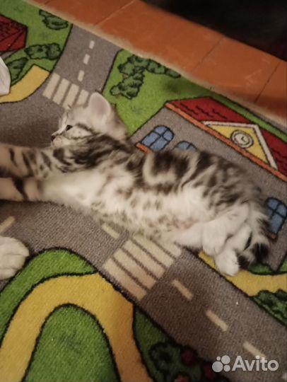 Британские котята