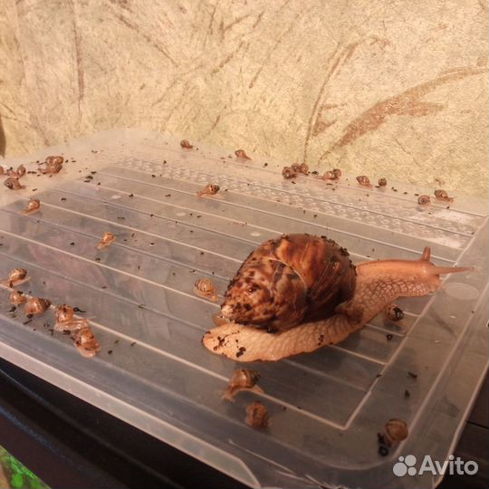 Улитки ахатины бесплатно