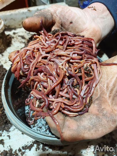 Черви для рыбалки