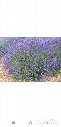 Лаванда многолетник