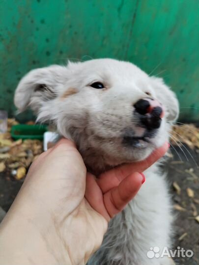 Щенок в добрые руки бесплатно