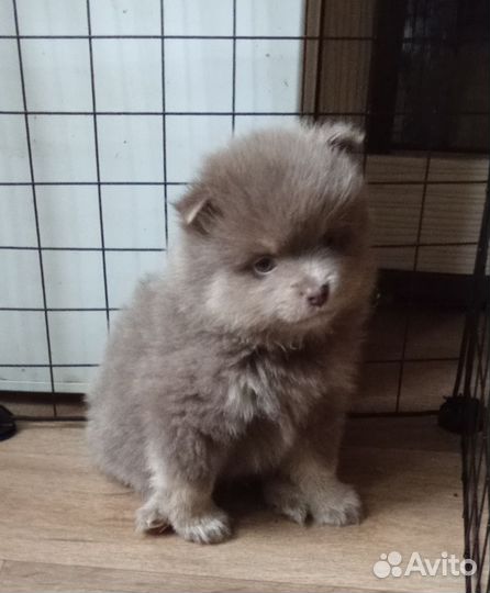 Щенки шпица