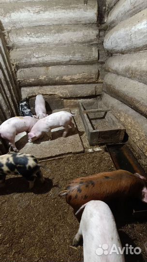 Поросенок ландрас