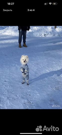 Дождевик комбинезон для мелких собак