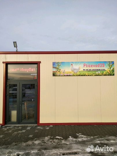 Инкубац-е яйцо и цыплята бройлера Cobb500, Ross308