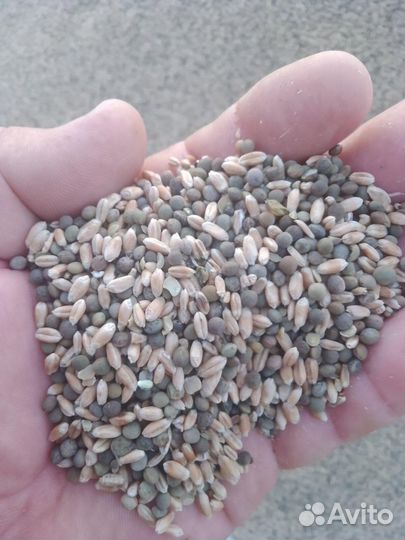 Вика + пшеница