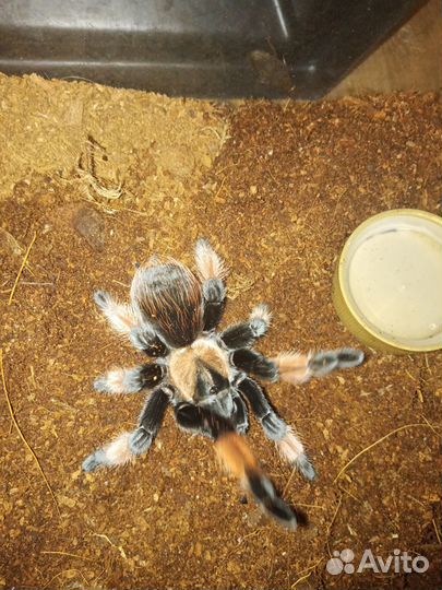 Паук птицеед