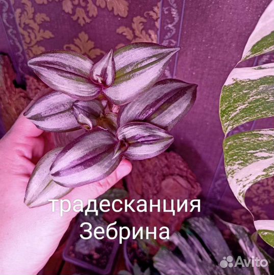 Традесканции 6 видов