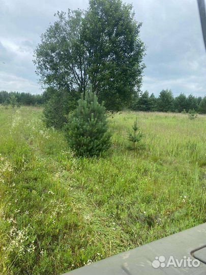 Сосна новогодняя