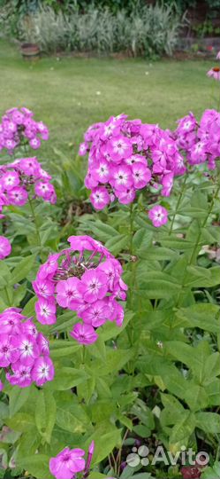 Флоксы многолетние