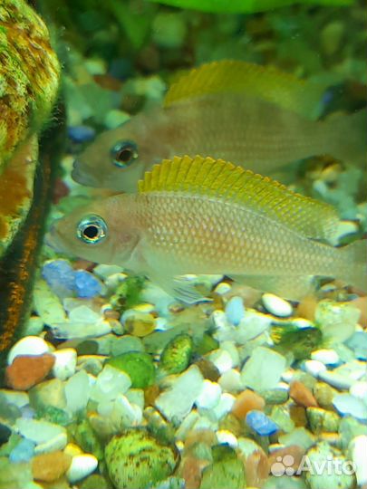 Апистограмма и Лампрологус