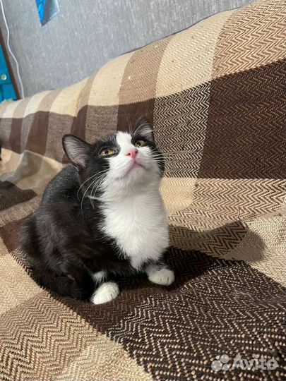 Кошка в дар