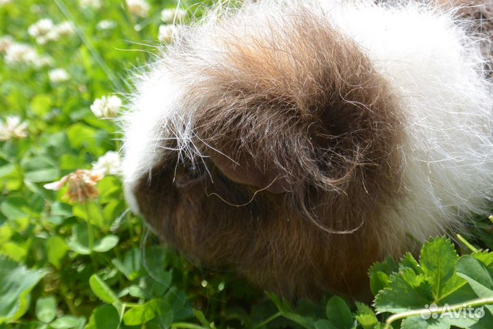 Морская свинка пушистая