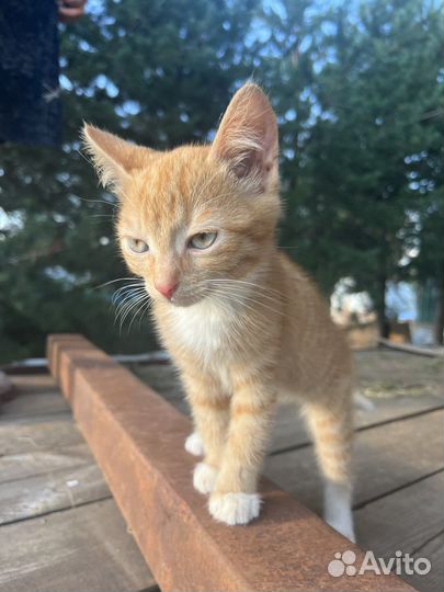 Котенок мальчик рыжий