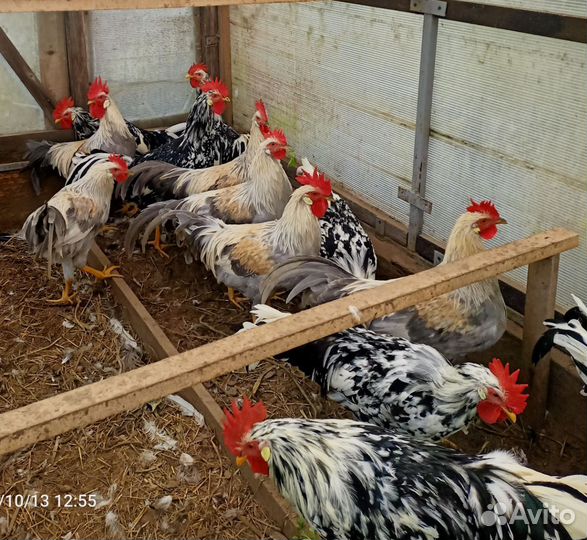 Породистые петушки