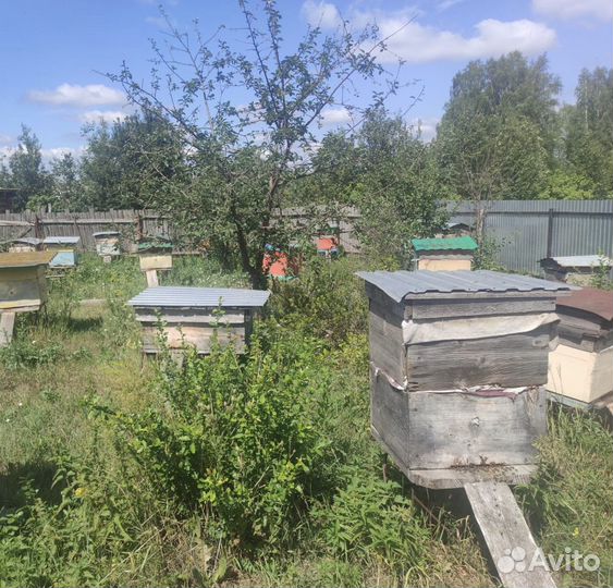 Мёд из Башкирии