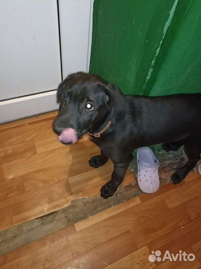 Собаки бесплатно в добрые руки щенок