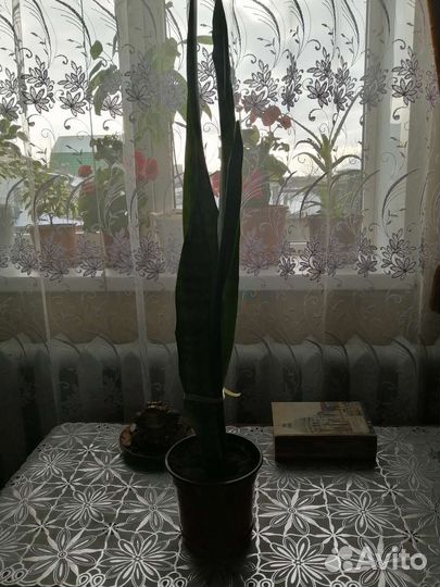 Сансевиерия