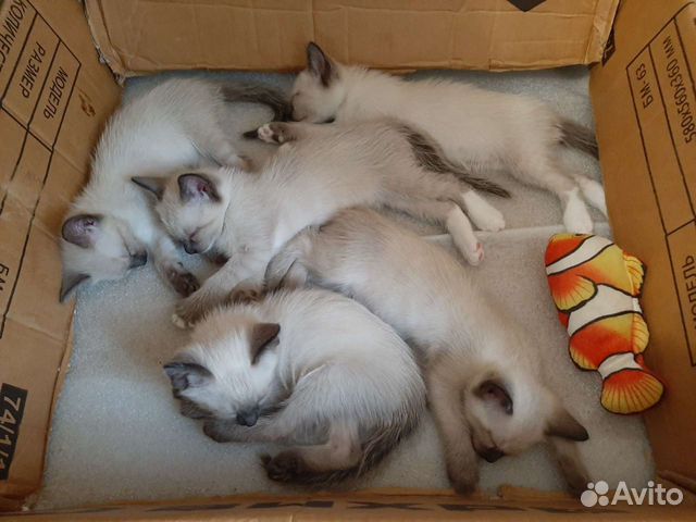 Балинез-сиамские котята объявление продам
