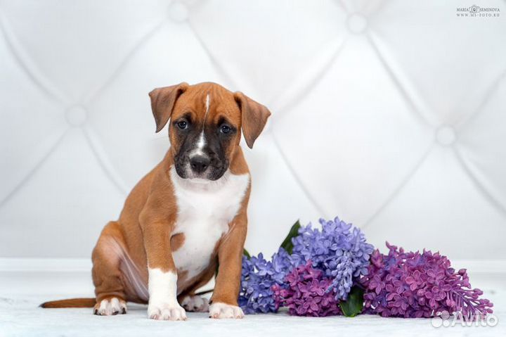 Амстафф щенок