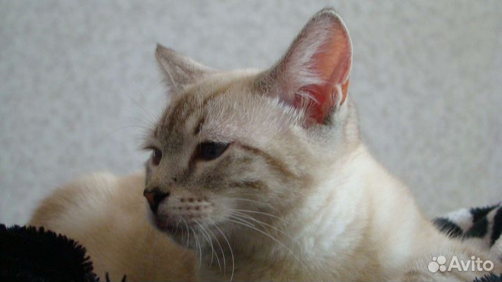 Шотландский кот вязка