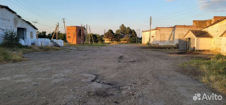 Молочная Ферма крс