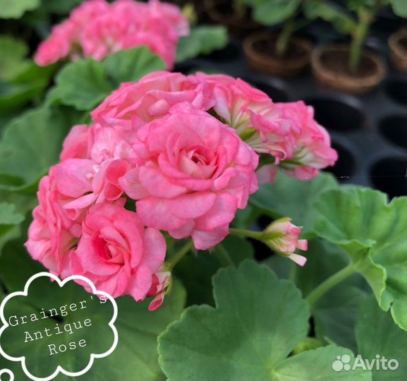 Розебудная пеларгония (герань)