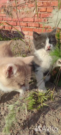 Котята в добрые руки