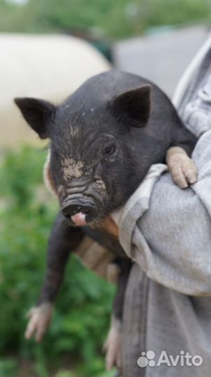 Вьетнамский вислобрюхий хряк