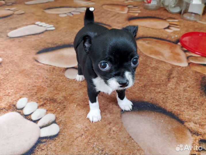 Щенки чихуахуа