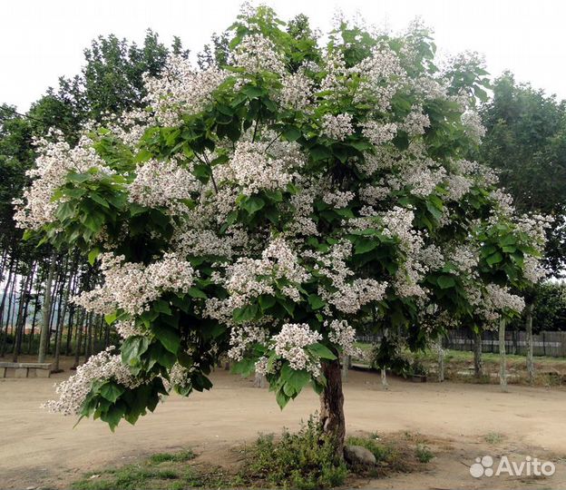 Катальпа (Дерево счастья) семена