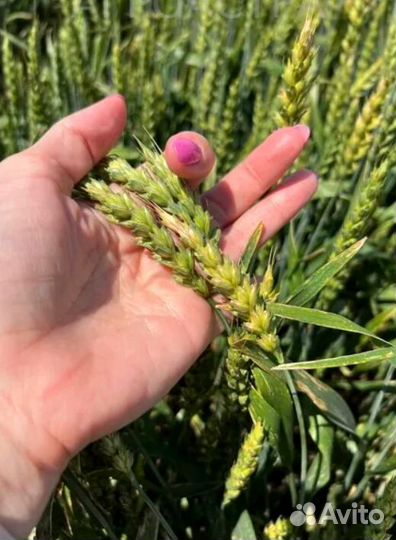 Кубань - лучшее качество озимой пшеницы