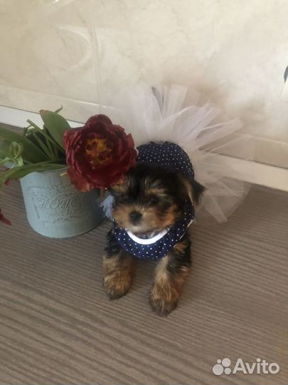 Йоркширский терьер