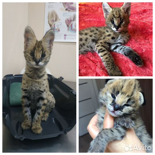 Саванна котята ручные
