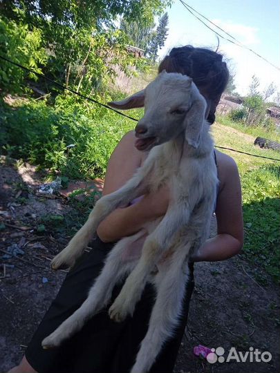Продам козлят