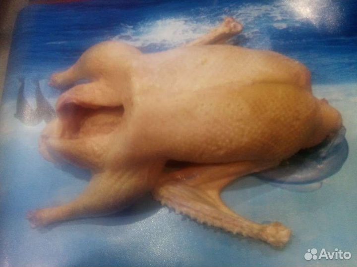 Утки, Гуси