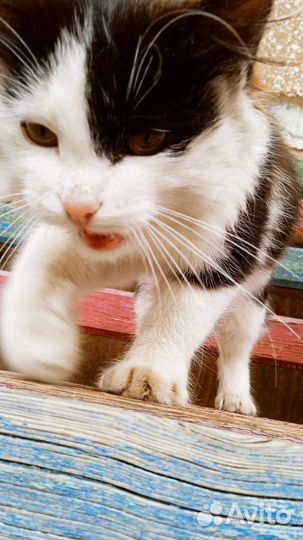 Котëнок девочка